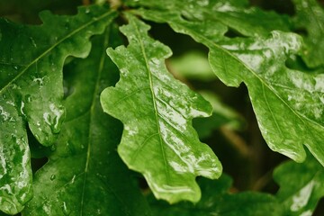 Green oak leaves in a dark forest covered with water drops during rain. Close-up photo.