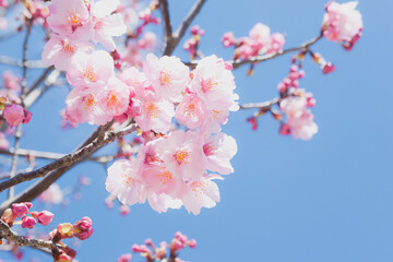 青空を背景に写したカワズザクラ	