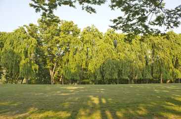 Trees and lawns in the park on Nami Island