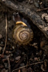 Snail Crawls Across Trail