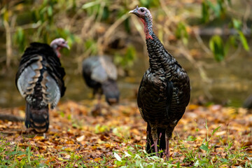 Something Grabs Wild Turkeys Attention