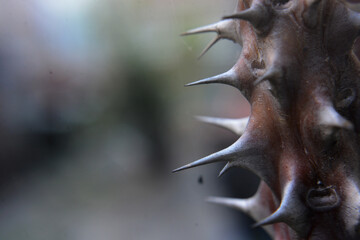 thorns