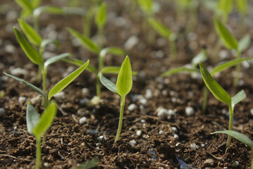 Young plant in the soil