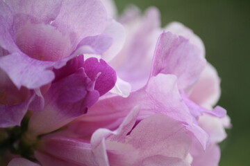 close up of pink flower