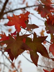 red maple leaves