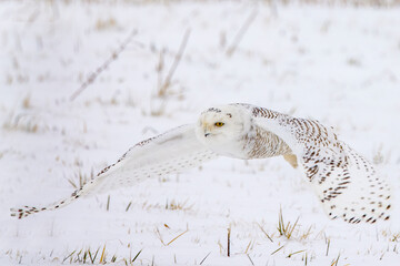 A Snowy owl takes flight during the Winter of 2020 in Columbus, Ohio in an open field in search of prey.  - obrazy, fototapety, plakaty