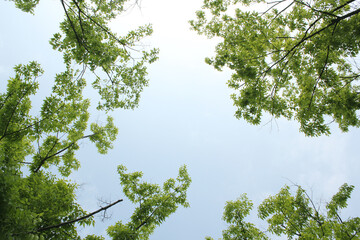 Fototapeta premium Tree branches and sky seen from low angle