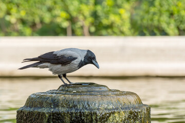 A grey white neck hooded crow (Corvus cornix)  drinking water on the top of fountain in autumn in Tehran, Iran