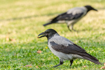 A grey white neck hooded crow eating dry fruit grassland in autumn with fall leaves in Tehran, Iran