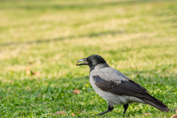 A grey white neck hooded crow eating dry fruit grassland in autumn with fall leaves in Tehran, Iran