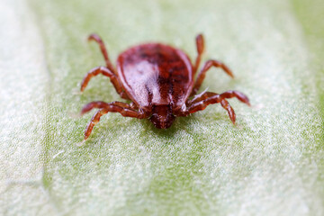 Ticks live on wild plants in the North China Plain