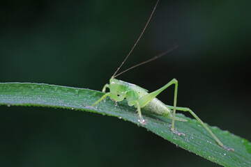 Katydids on wild plants, North China