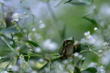風景素材　かすみ草に溜まるアマガエル