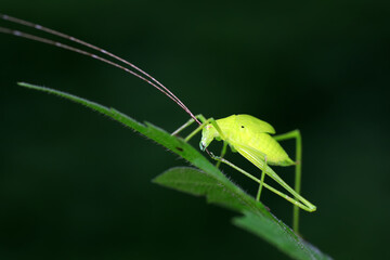 Katydids on wild plants, North China