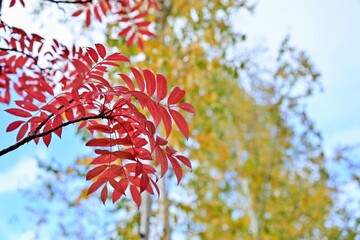 きれいに紅葉したナナカマド＠富良野、北海道