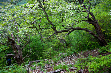 Fototapeta na wymiar 森の中でひっそりと咲く美しいつつじの花 Beautiful azalea flowers that bloom quietly in the woods