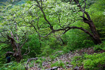 Obraz premium 森の中でひっそりと咲く美しいつつじの花 Beautiful azalea flowers that bloom quietly in the woods