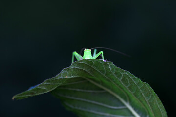 Katydids on wild plants, North China