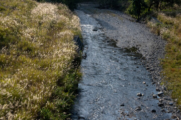 風景素材　ススキの穂が輝く季節