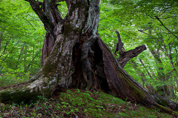 日本の神々しく存在感のある老木
An old tree with a divine presence in Japan