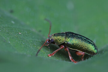 Leaf beetles inhabit wild plants in North China