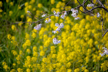 風景素材　桜の花と菜の花