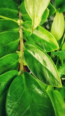 Green leaves, fresh in the morning