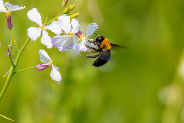 風景素材　ハマ大根の花と熊蜂