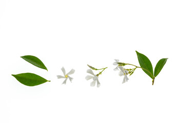 star jasmine flowers and leaves isolated on white background with copy space