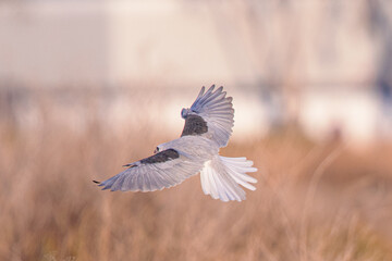 Obraz premium Close-up of a white-tailed kite about to dive on a prey, seen in beautiful light in North California 