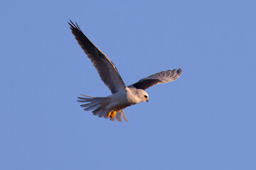 Close-up of a white-tailed kite about to dive on a prey, seen in beautiful light in North California 