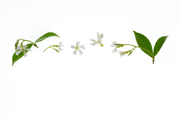 confederate jasmine flowers and leaves on white background with copy space below