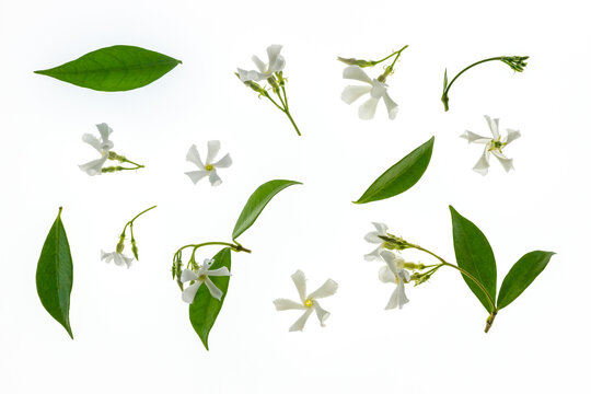 closeup of star jasmine flowers and leaves isolated on white background 