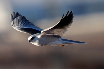 Close-up of a white-tailed kite flying in the wild, seen in beautiful light in North California 