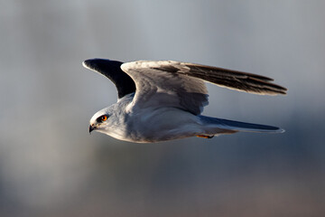 Close-up of a white-tailed kite flying in the wild, seen in beautiful light in North California 