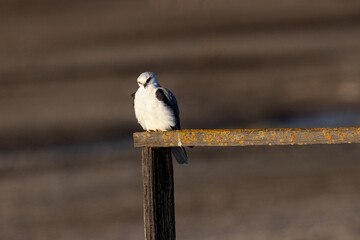 Close-up of a white-tailed perched, seen in North California 