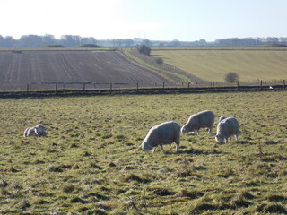 sheep in the field