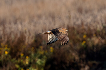 Extremely close view of a male hen harrier hunting, seen in the wild in North California