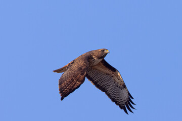 Close view of a red-tailed hawk flying in beautiful light, seen in the wild in  North California 