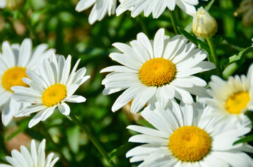 white daisies in a garden