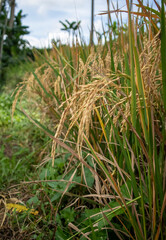 rice plants that have turned yellow