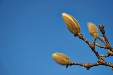 An image of a blooming tree.