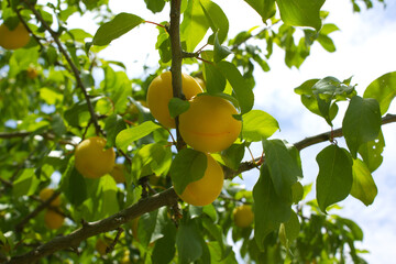 The sun shining on apricots. Apricots growing on an apricot tree. Ripe apricot ready for harvest