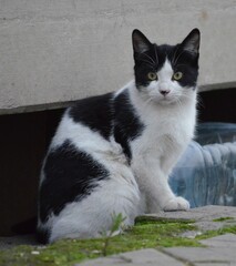 black and white cat