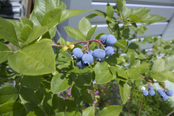 Highbush blueberry plant with fruits