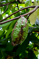 a photo of a green brown fruit hanging from its branch