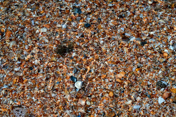Seaside. Sea bottom. Shell rock.