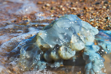 Sea life. Jellyfish.