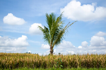 coconut tree in the middle of rice fields