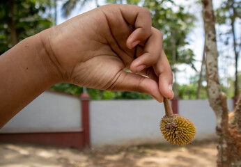 Malang, Indonesia (12-24-2020) - hand holding a small durian